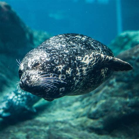 Harbor Seal - Georgia Aquarium