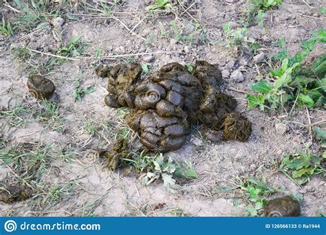 Cow Dung. a Dunghill from a Horse or a Cow Stock Image - Image of brown ...