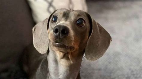 Blue Dachshund: The Colorful Doggo