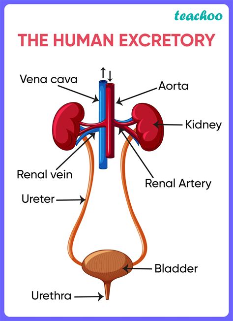 Human Excretory System Diagram Labeled