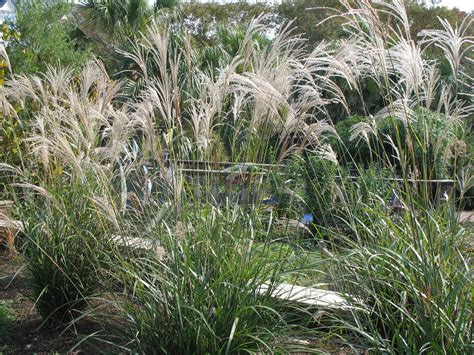 Miscanthus sinensis 'Silberfeder' / Silver Feather Grass | Woodland plants, Feather grass, Grass