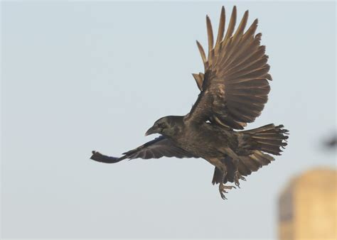 Crows in Flight: special gallery - Winter Crow Roost