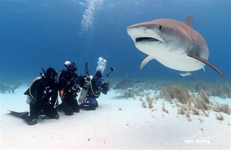 The Best Shark Diving is in the Bahamas - Epic Diving