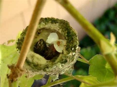 RARE footage - Allen's hummingbird eggs hatching June 12, 2010.wmv - YouTube