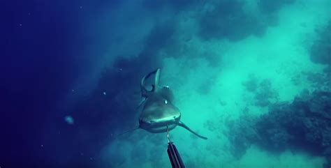 Bull shark attacks in slow motion • Tracking Sharks