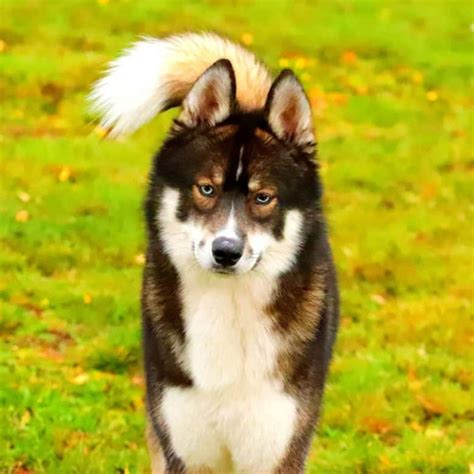 35 of the Best Husky mixes you need to meet - K9 Web