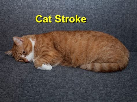 Cat Stroke - Emergency Animal Care Braselton