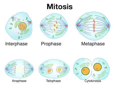 Interpreting Models of Mitosis & Meiosis Practice | Biology Practice Problems | Study.com