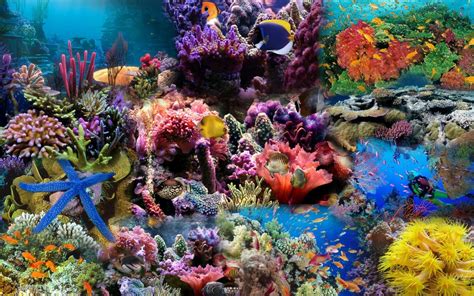 Ocean Reef Wallpapers - Wallpaper Cave