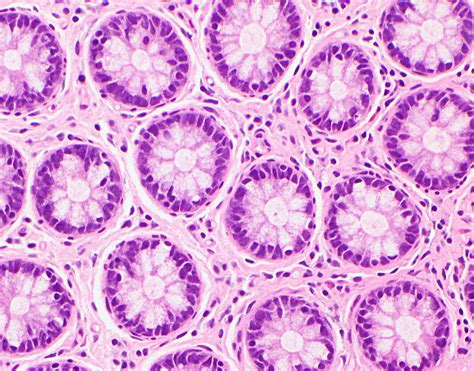 Ascending Colon Histology