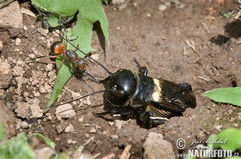 Gryllus campestris Pictures, Field Cricket Images, Nature Wildlife ...