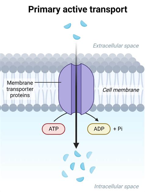 Active Transport- Definition, Types, Process, Examples