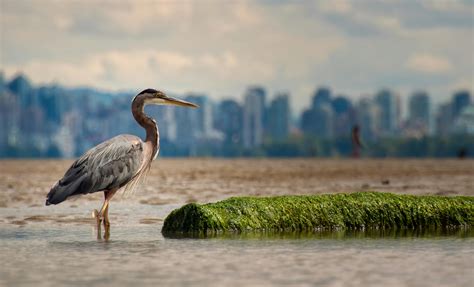 Great Blue Heron Standing On Water · Free Stock Photo