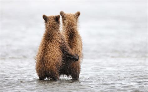 Bear cubs wallpaper | animals | Wallpaper Better