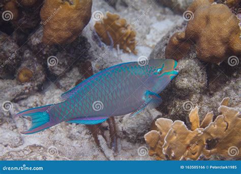 Queen Parrotfish stock photo. Image of marine, life - 163505166