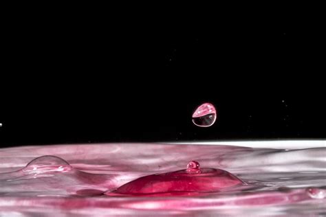 Free Images : drop, flower, petal, reflection, red, pink, uk ...