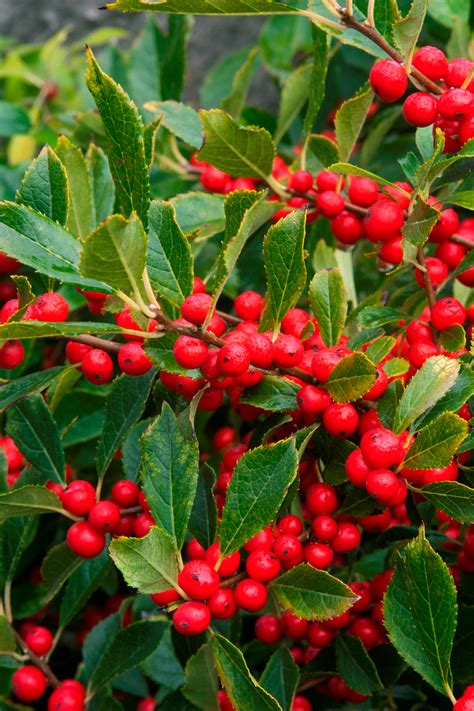 Red Sprite Winterberry | Winter shrubs, Landscaping with rocks, Winterberry