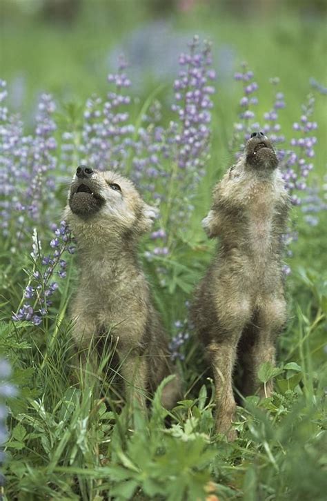 Wolf Puppies Howling In Meadow by Design Pics / David Ponton | Wolf pup ...