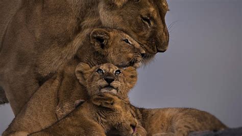 Una madre leona protege a sus cachorros de un león macho agresivo