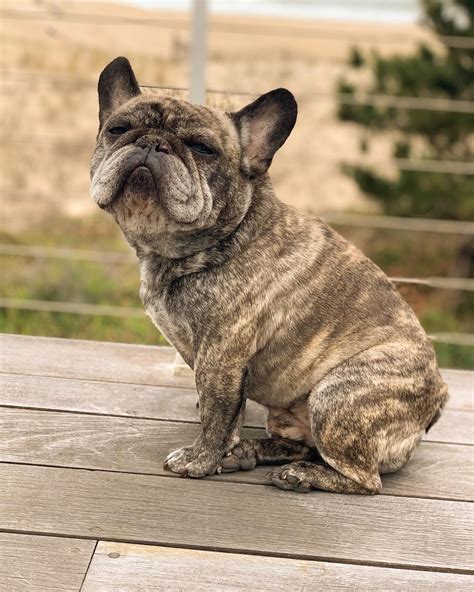 Brindle Beauties: Diving into the Unique Colors of French Bulldogs - Rocky Kanaka