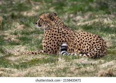 212 Gepard eyes Stock Photos, Images & Photography | Shutterstock