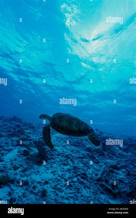 Tortoise swimming in the sea (Geochelone carbonaria Stock Photo - Alamy