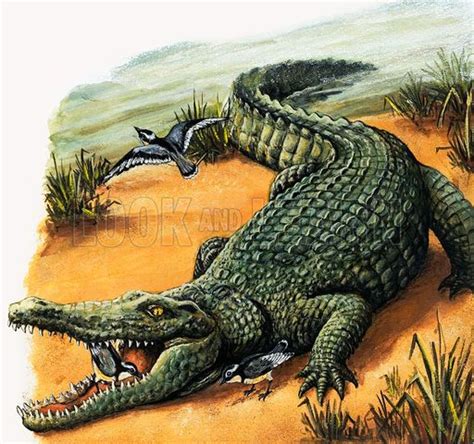 Crocodile and plover, picture, image, illustration | Crocodile ...