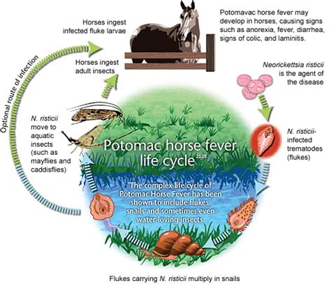 Potomac Horse Fever Life Cycle Chart | Horses, Potomac, Horse training tips