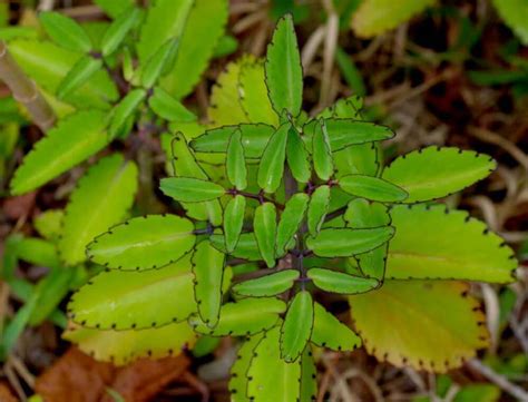 10 Health benefits of Bryophyllum for Kidney and Urinary disorders