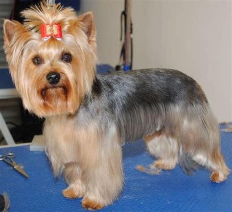 20+ Pictures Yorkie Haircuts & Yorkie Hair Styles To Try Right Now ...