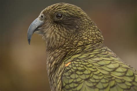 3 Reasons why Kea should be Bird Of The Year – Kiwi Conservation Club