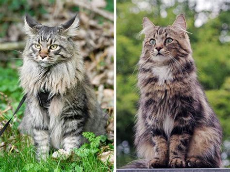 Maine Coon vs Norwegian Forest Cat - What is the Difference? - VIVO Pets