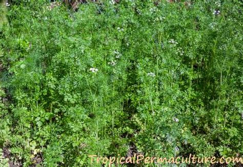 Growing Coriander: How To Grow Coriander From Seed, To Harvest Seeds