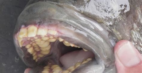 Pacu, The Fish With Very Human Teeth