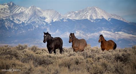 Wild mustang on Wild Horse Mesa, Colorado, with Blanca Peak Range