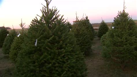 High demands, rising prices at Christmas tree farms dampen cheerful ...