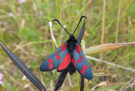 Butterfly Conservation - Cumbria Branch - Sighting Image