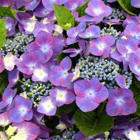 Hydrangea macrophylla Kardinal Violet - Hortensia à fleurs plates violettes