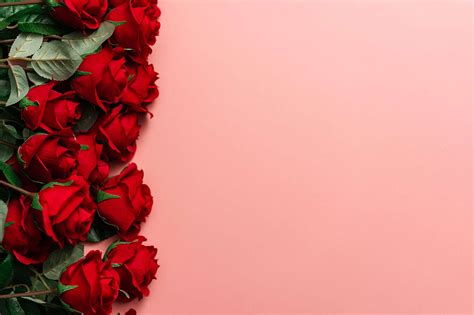 Red Roses on Pink Background Place for Text Free Stock Photo | picjumbo