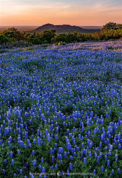 2019040902, Texas bluebonnets at sunset | Llano County - Texas Hill Country | Jason Merlo ...