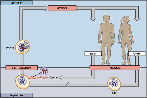 Fertilization Meiosis