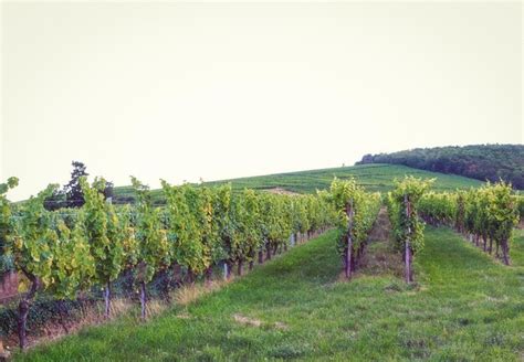 Premium Photo | A vineyard with green vines on the hill