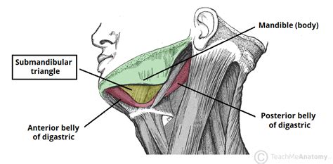 Submandibular Gland Relations