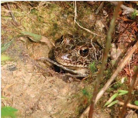 Crawfish frog 270 in a typical feeding position at the mouth of its ...