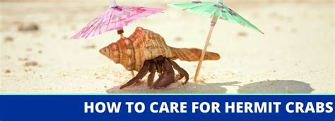 How To Care For Hermit Crabs: A Complete Fact Sheet, Breeding, Behavior ...