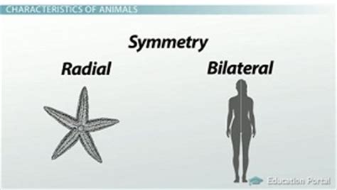 The Evolution of Animals: Importance & Evolutionary History - Video & Lesson Transcript | Study.com