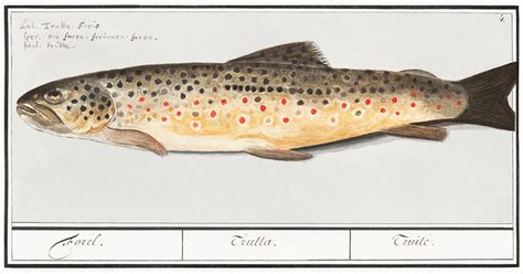 Trout, Salmo trutta (1596–1610) Anselmus | Free Photo Illustration ...