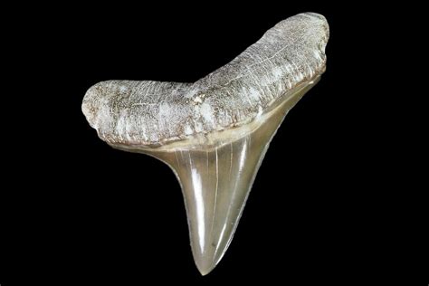 Cretoxyrhina Teeth For Sale - FossilEra.com