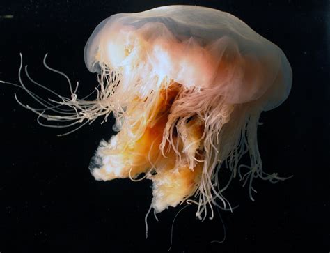 Lions Mane Jellyfish