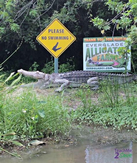 Everglades Alligator Farm Fun - Funtastic Life